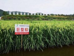 澳门银河赌场_澳门银河网址_澳门银河网站_该县长山、双古、双石三个乡镇试验